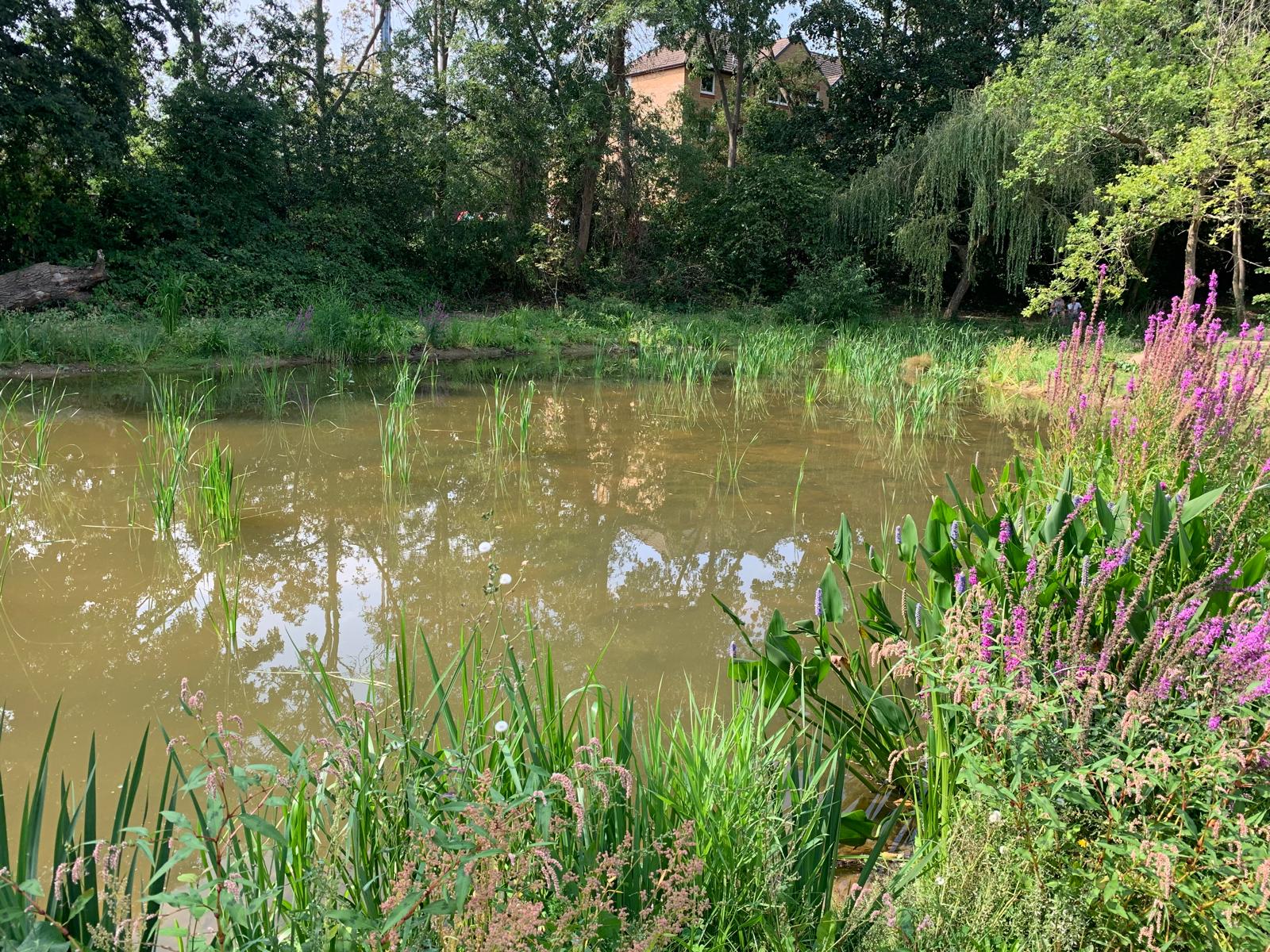 Fishponds park after restoration